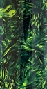 Jungle M