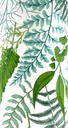 Green Farn M